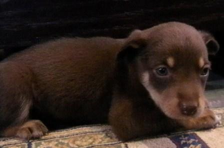 Sara_pups_web_1_male