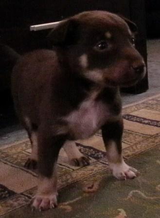 saras_pup_2_web_female