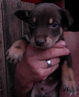 saras_pup_3_web